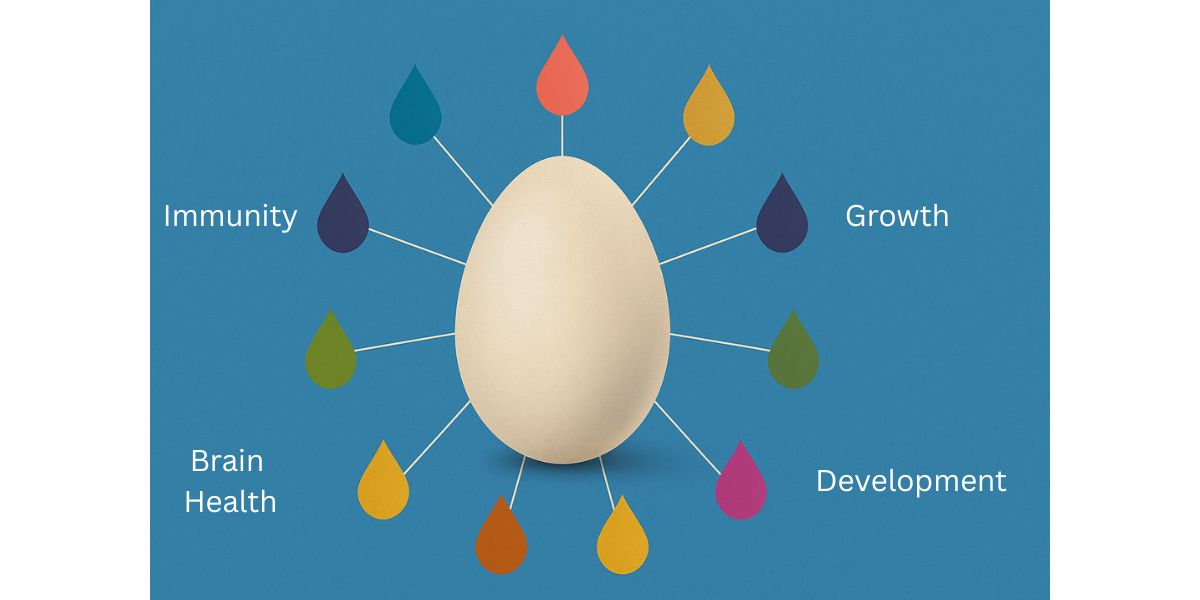 Egg Benefits For Kids